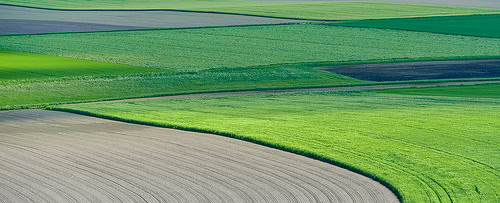 campo